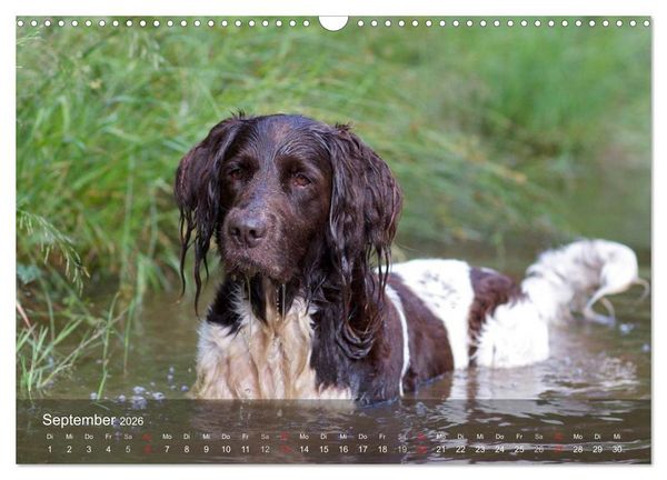 Produktbild: Kleiner M&uuml;nsterl&auml;nder Vorstehhund (Wandkalender 2026 DIN A3 quer), CALVENDO Monatskalender