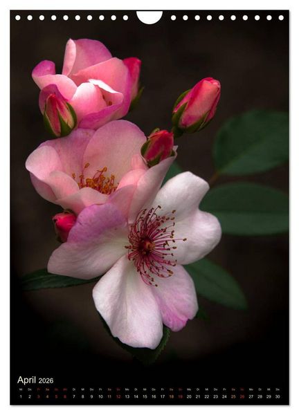 Produktbild: Gartenrosen (Wandkalender 2026 DIN A4 hoch), CALVENDO Monatskalender