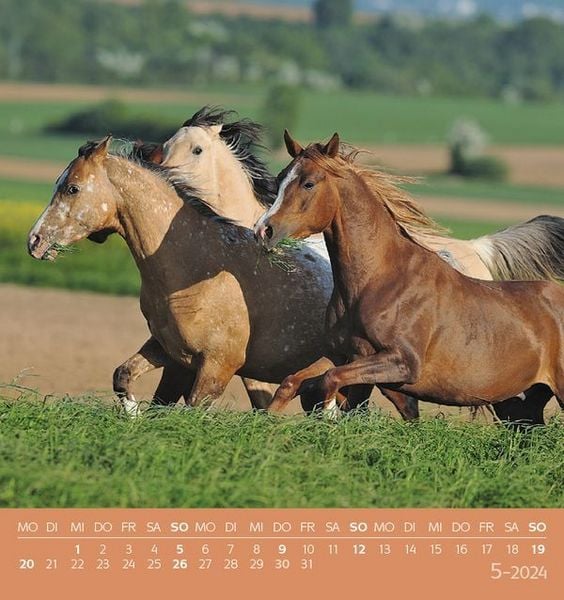'Traumpferde 2024' - 'Postkartenkalender