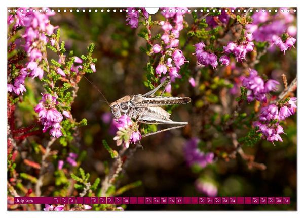 Produktbild: Just lovely - the power of pink heather blossom beauty (Wall Calendar 2026 DIN A3 landscape), CALVENDO 12 Month Wall Calendar