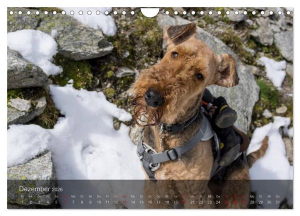 Produktbild: Der Bergdale - mit Hund im Hochgebirge (Wandkalender 2026 DIN A4 quer), CALVENDO Monatskalender