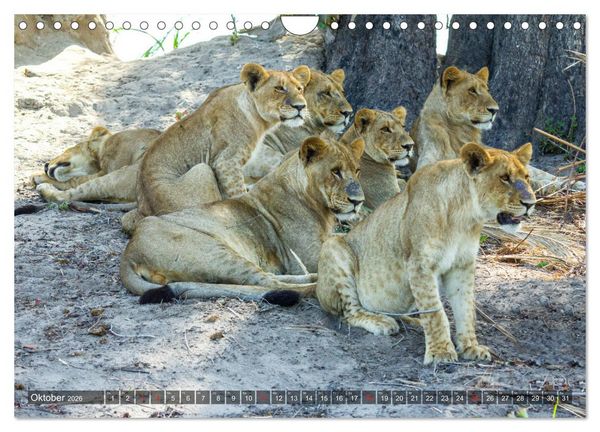 Produktbild: Katzen im Busch (Wandkalender 2026 DIN A4 quer), CALVENDO Monatskalender