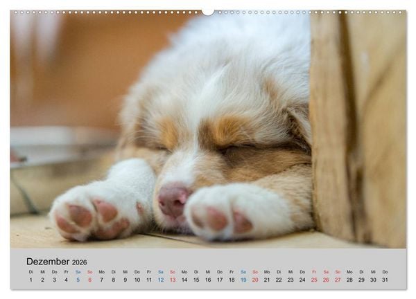 Produktbild: Australian Shepherd Welpen 2026 (hochwertiger Premium Wandkalender 2026 DIN A2 quer), Kunstdruck in Hochglanz