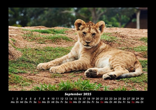 Produktbild: L&ouml;wen in der Wildnis 2025 Fotokalender DIN A3