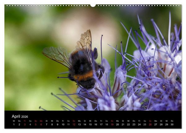 Produktbild: Hummelflug (hochwertiger Premium Wandkalender 2026 DIN A2 quer), Kunstdruck in Hochglanz