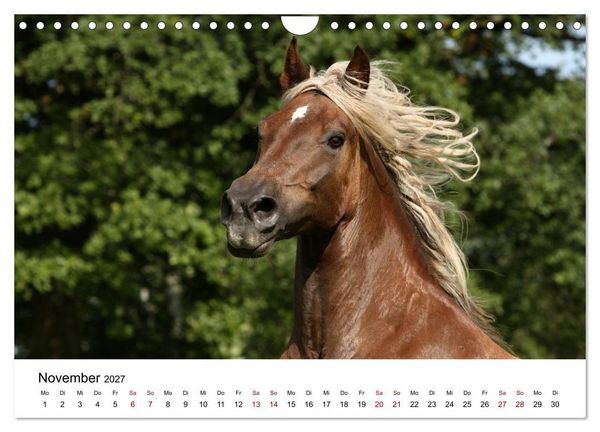 Produktbild: Pferde - im Galopp durch's Jahr 2027 (Wandkalender 2027 DIN A4 quer), CALVENDO Monatskalender
