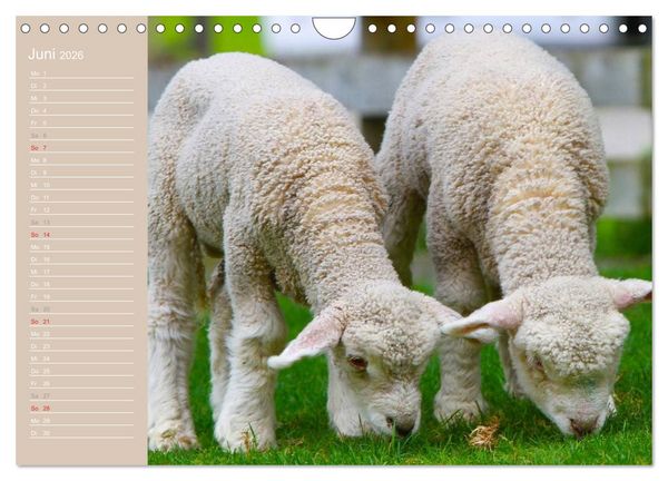 Produktbild: Schafe / Geburtstagskalender (Wandkalender 2026 DIN A4 quer), CALVENDO Monatskalender