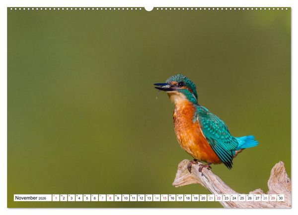 Produktbild: Eisv&ouml;gel (Alcedo atthis) - Edelsteine der Natur (hochwertiger Premium Wandkalender 2026 DIN A2 quer), Kunstdruck in Hochglanz