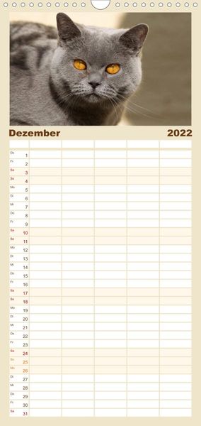 Produktbild: Familienplaner B&auml;rige Schmusetiger - Britisch Kurzhaar Katzen (Wandkalender 2022 , 21 cm x 45 cm, hoch)