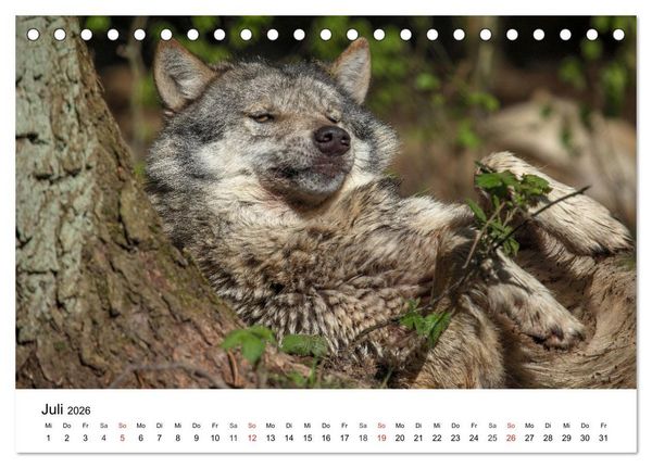 Produktbild: Wilde Tiere unserer Heimat (Tischkalender 2026 DIN A5 quer), CALVENDO Monatskalender