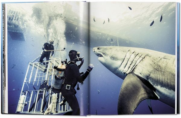 Produktbild: Michael Muller. Sharks