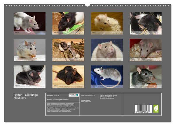 Produktbild: Ratten - Gelehrige Haustiere (hochwertiger Premium Wandkalender 2026 DIN A2 quer), Kunstdruck in Hochglanz