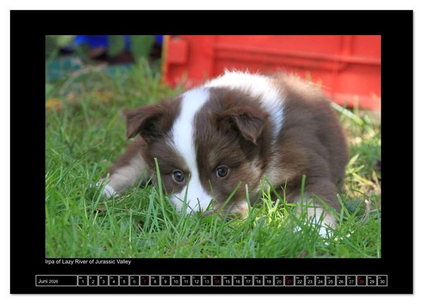 Produktbild: Islandhund - Welpen / CH-Version (Wandkalender 2026 DIN A4 quer), CALVENDO Monatskalender