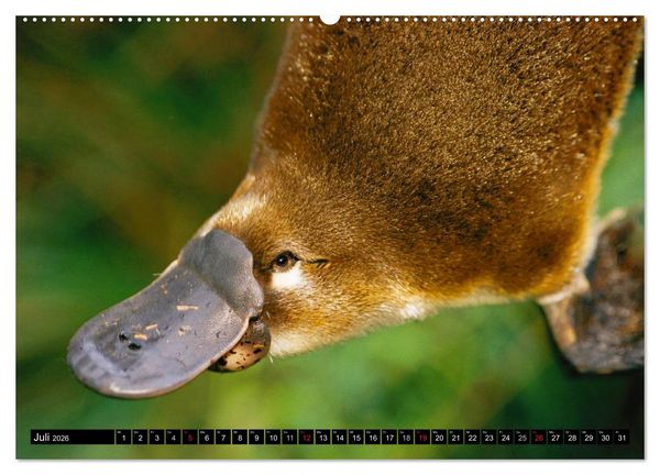 Produktbild: Australiens Tierwelt (Wandkalender 2026 DIN A2 quer), CALVENDO Monatskalender