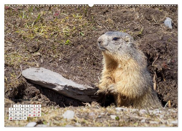 Produktbild: The French Alps, on the trail of the marmot (Wall Calendar 2026 DIN A2 landscape), CALVENDO 12 Month Wall Calendar