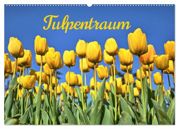 Tulpentraum (Wandkalender 2025 DIN A2 quer), CALVENDO Monatskalender