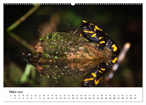 Produktbild: Unsere heimische Tierwelt (Wandkalender 2026 DIN A2 quer), CALVENDO Monatskalender