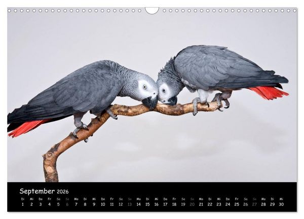 Produktbild: Graupapageien mit Herz (Wandkalender 2026 DIN A3 quer), CALVENDO Monatskalender