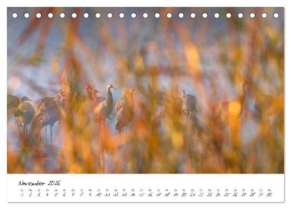 Produktbild: Kraniche am Schlafplatz - im Naturparadies der Mecklenburgischen Seenplatte (Tischkalender 2026 DIN A5 quer), CALVENDO Monatskalender