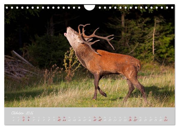 Produktbild: Th&uuml;ringer Wald Das Gr&uuml;ne Herz Deutschlands (Wandkalender 2026 DIN A4 quer), CALVENDO Monatskalender
