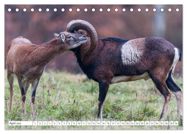 Produktbild: Emotionale Momente: Muffelwild. (Tischkalender 2026 DIN A5 quer), CALVENDO Monatskalender