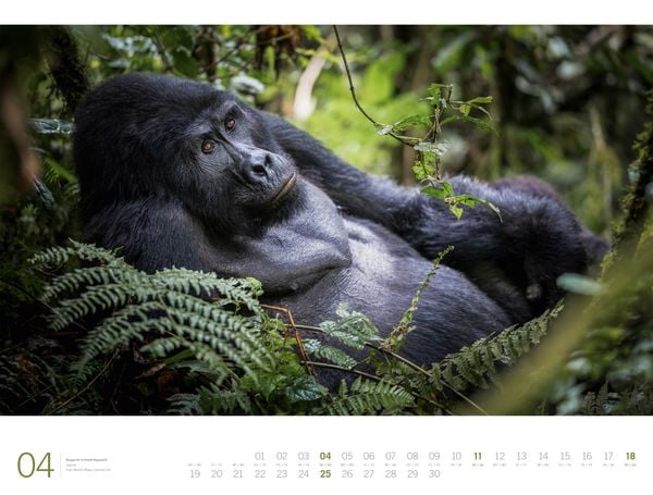 Produktbild: Afrika Gallery Kalender 2027