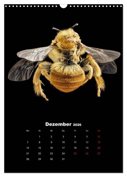 Produktbild: Schillernde Insektenwelt (Wandkalender 2026 DIN A3 hoch), CALVENDO Monatskalender