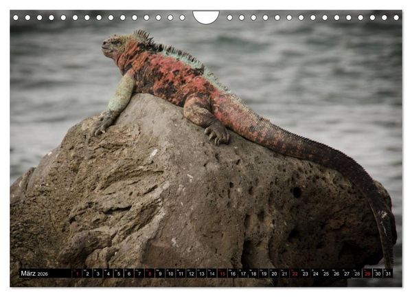 Produktbild: Leguane auf Galapagos (Wandkalender 2026 DIN A4 quer), CALVENDO Monatskalender