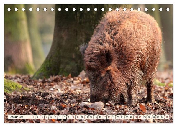 Produktbild: Wildschweine - Tiere aus unseren W&auml;ldern (Tischkalender 2026 DIN A5 quer), CALVENDO Monatskalender