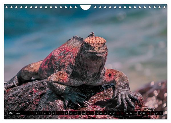 Produktbild: Naturparadies Galapagos - UNESCO Weltkulturerbe (Wandkalender 2026 DIN A4 quer), CALVENDO Monatskalender