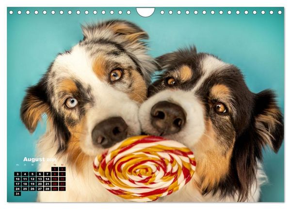 Produktbild: S&uuml;&szlig;e Schnauzen (Wandkalender 2026 DIN A4 quer), CALVENDO Monatskalender
