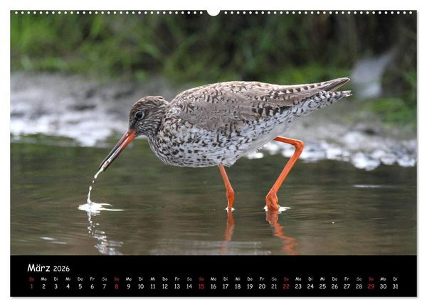 Produktbild: V&ouml;gel der Nordseek&uuml;ste (hochwertiger Premium Wandkalender 2026 DIN A2 quer), Kunstdruck in Hochglanz