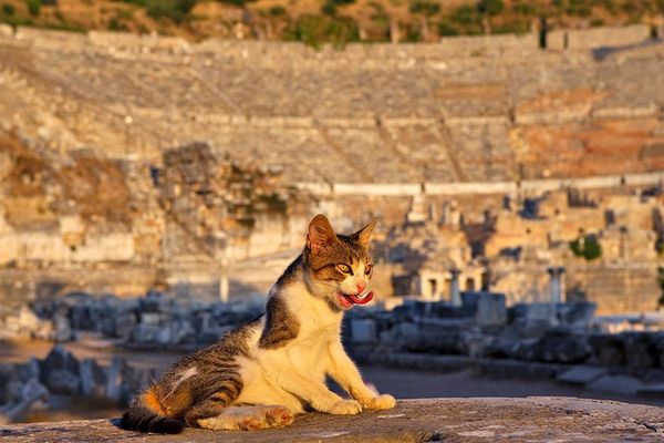 Produktbild: Cats Of Ephesos