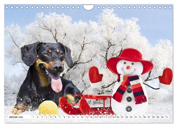 Produktbild: Dackeltr&auml;umereien - Kleine Helden auf 4 Pfoten (Wandkalender 2026 DIN A4 quer), CALVENDO Monatskalender