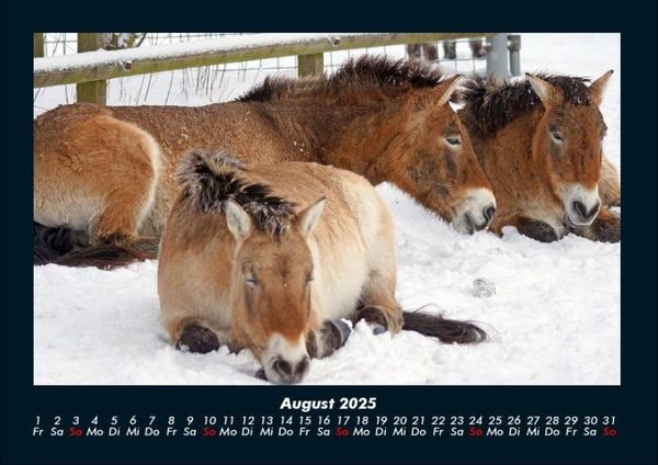 Produktbild: Pferde Kalender 2025 Fotokalender DIN A4