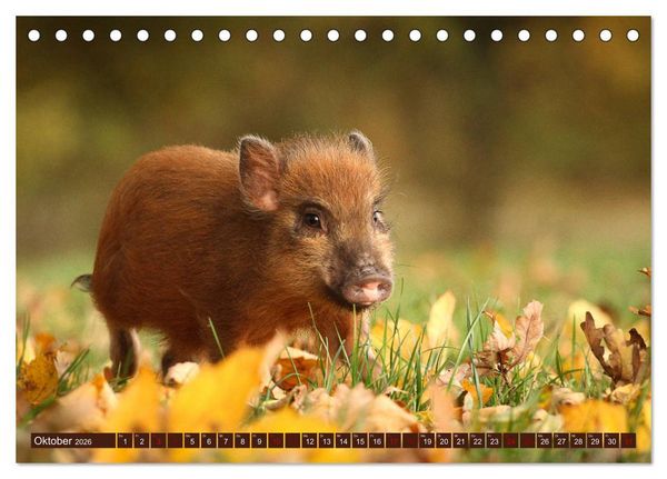 Produktbild: Tierkinder klein und s&uuml;&szlig; (Tischkalender 2026 DIN A5 quer), CALVENDO Monatskalender