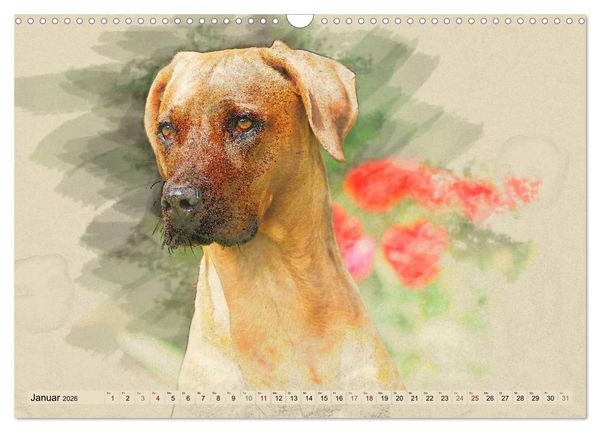 Produktbild: Rhodesian Ridgeback 2026 (Wandkalender 2026 DIN A3 quer), CALVENDO Monatskalender