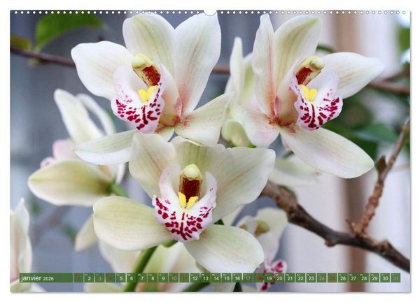Produktbild: Orchid&eacute;es merveilleuses (Calendrier mural 2026 DIN A2 vertical), CALVENDO calendrier mensuel