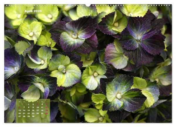 Produktbild: Himmlische Hortensien (Wandkalender 2026 DIN A2 quer), CALVENDO Monatskalender