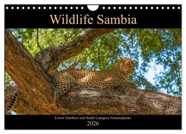 Wildlife Sambia (Wandkalender 2026 DIN A4 quer), CALVENDO Monatskalender