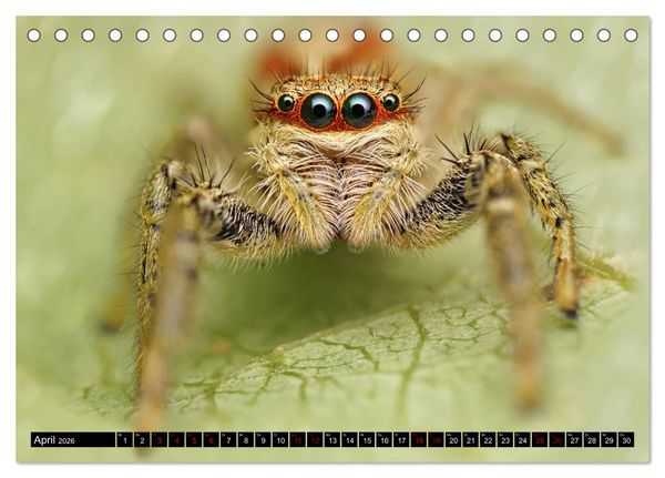 Produktbild: Faszination Makrofotografie: Springspinnen (Tischkalender 2026 DIN A5 quer), CALVENDO Monatskalender
