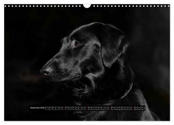 Produktbild: Flatcoated Retriever Black Edition (Wandkalender 2026 DIN A3 quer), CALVENDO Monatskalender