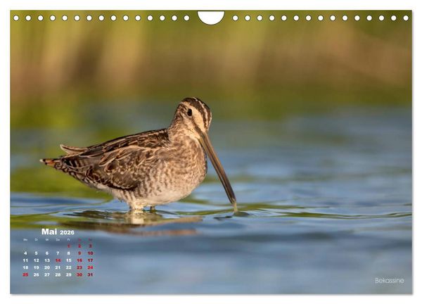 Produktbild: Wattv&ouml;gel an der Friesischen IJsselmeerk&uuml;ste (Wandkalender 2026 DIN A4 quer), CALVENDO Monatskalender