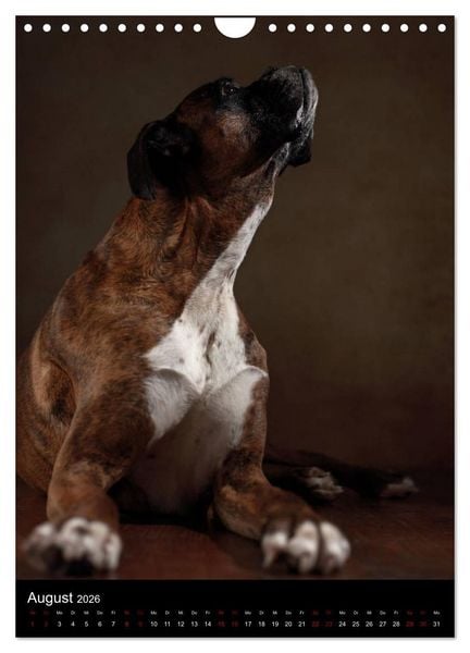 Produktbild: Boxer - Charmante Charakterk&ouml;pfe (Wandkalender 2026 DIN A4 hoch), CALVENDO Monatskalender