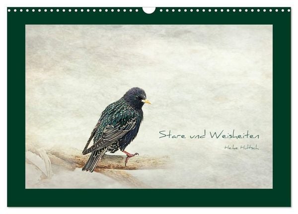 Produktbild: Stare und Weisheiten (Wandkalender 2027 DIN A3 quer), CALVENDO Monatskalender