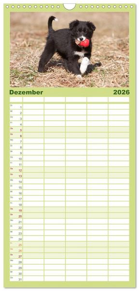 Produktbild: Familienplaner 2026 - Aussie Welpen 2026 mit 5 Spalten (Wandkalender, 21 x 45 cm) CALVENDO