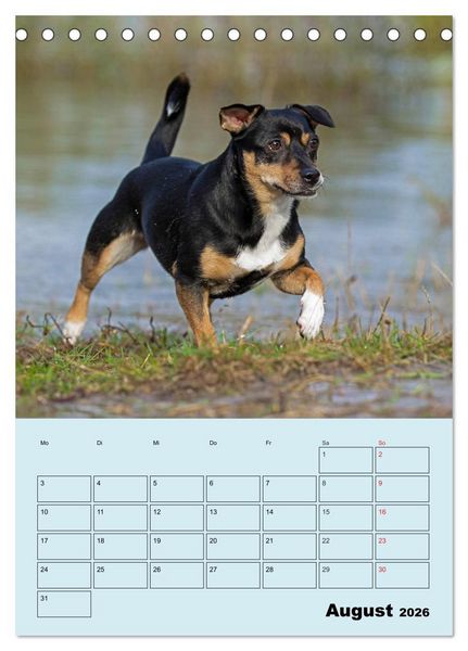 Produktbild: Familienplaner Jack und Parson Russell Terrier (Tischkalender 2026 DIN A5 hoch), CALVENDO Monatskalender