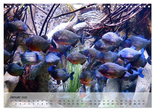 Produktbild: Knallbunte Wasserwelt. Die Welt der Fische (Wandkalender 2026 DIN A4 quer), CALVENDO Monatskalender