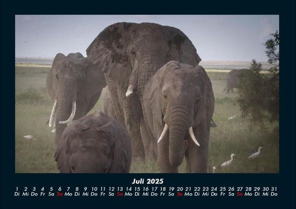 Produktbild: Elefanten 2025 Fotokalender DIN A4