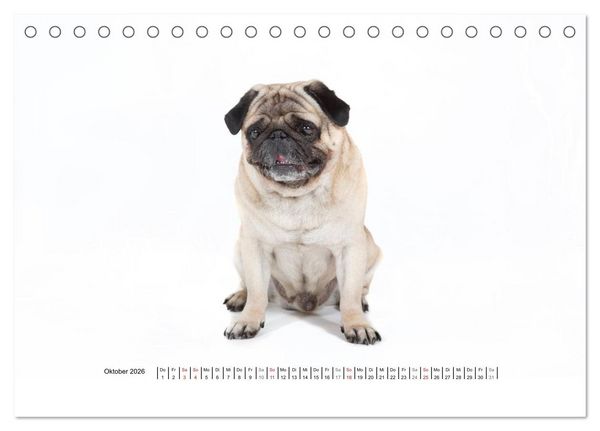 Produktbild: Mops - unwiderstehlich und charmant (Tischkalender 2026 DIN A5 quer), CALVENDO Monatskalender